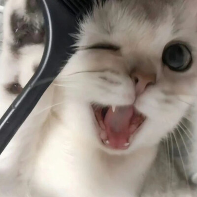 快乐的小小咪
